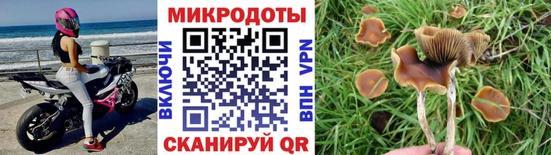 Галлюциногенные грибы Cubensis Берёзовка